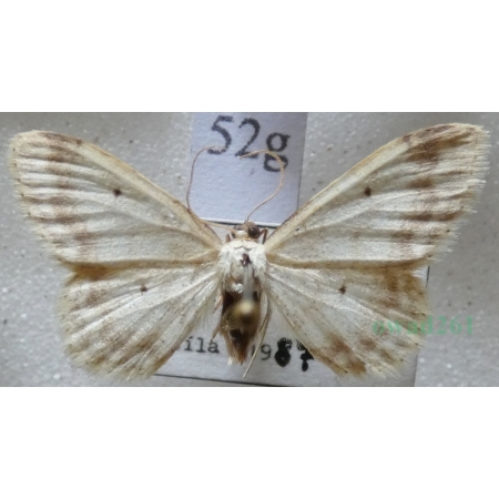 Idaea biselata (Hufnagel, 1767) Krocznik ogrodowiak Slovakia52g
